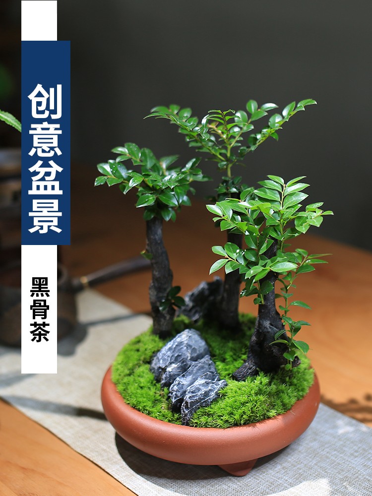 小叶紫檀盆栽黑骨檀植物四季常绿创意盆景室内桌面庭院观叶绿植