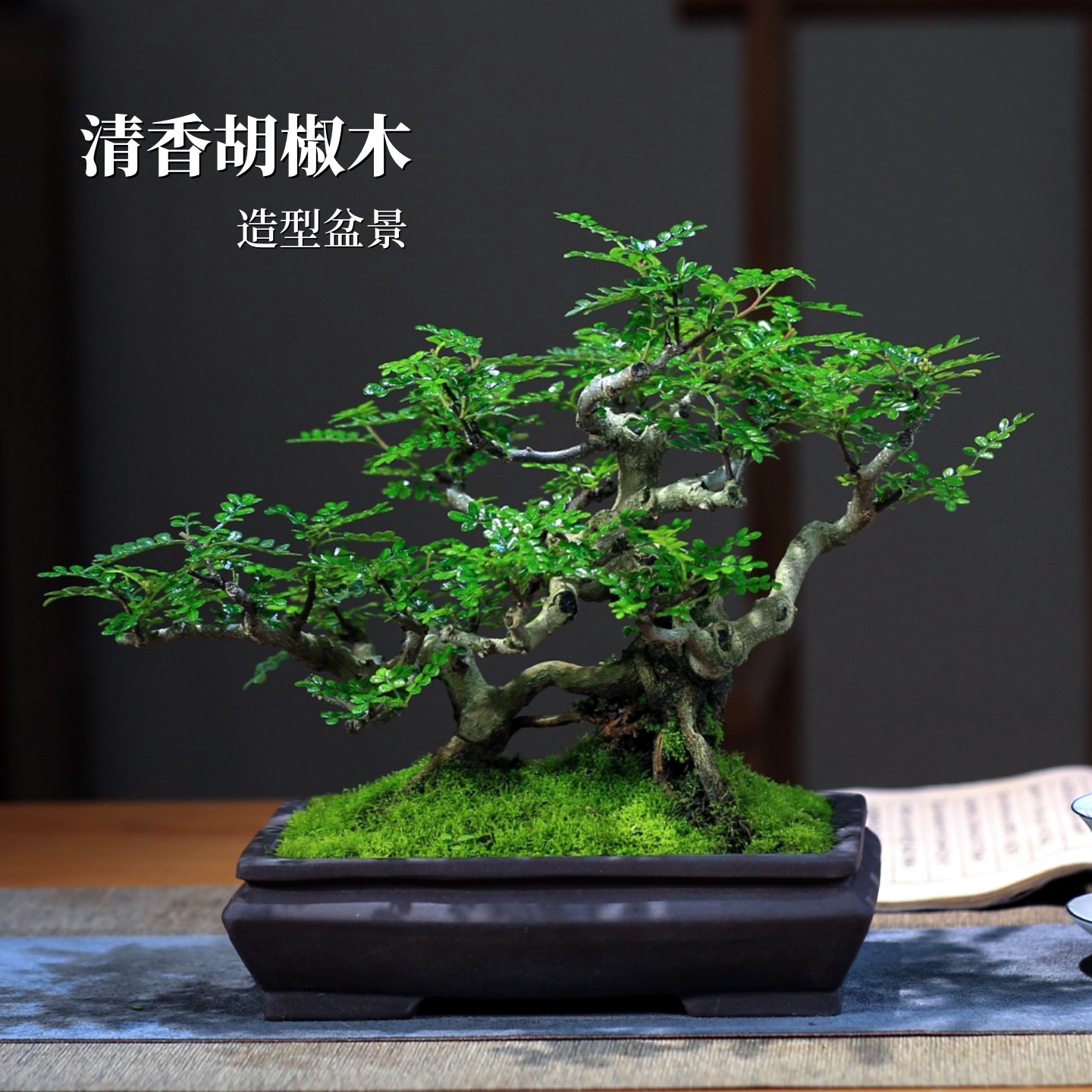 胡椒木矮霸造型盆景老桩