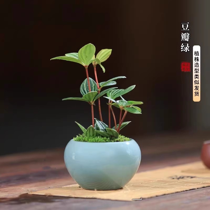 豆瓣绿迷你桌面小盆栽