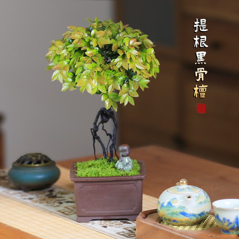 黑骨檀老桩小叶紫檀盆栽室内客厅办公室绿植好养造型四季阳台观叶