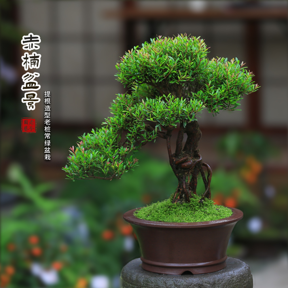 小叶赤楠盆景老桩造型植物庭院室内客厅办公室桌面绿植茶桌盆栽