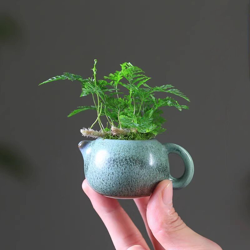 狼尾蕨微型桌面小盆栽