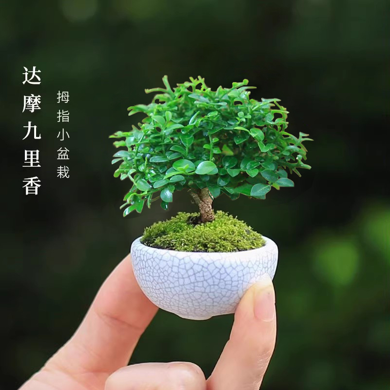 小叶办公室九里香绿植