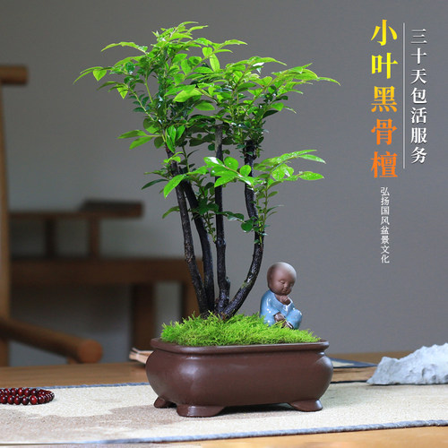 小叶紫檀黑古檀禅意盆栽