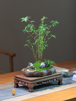 米竹盆栽造型室内微景观茶几摆件阳台好养凤尾竹DIY盆景客厅植物