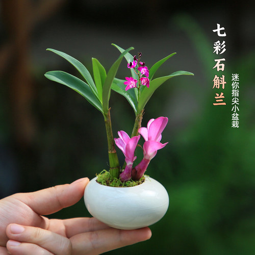 白花石斛兰植物花卉迷你盆栽