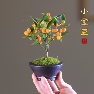 迷你小金豆盆栽室内盆景带果冬季植物绿植客厅观果花卉桌面小果树