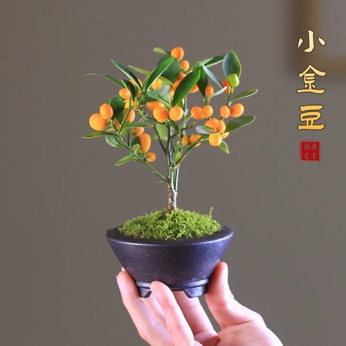 小金豆冬季黄果耐寒植物