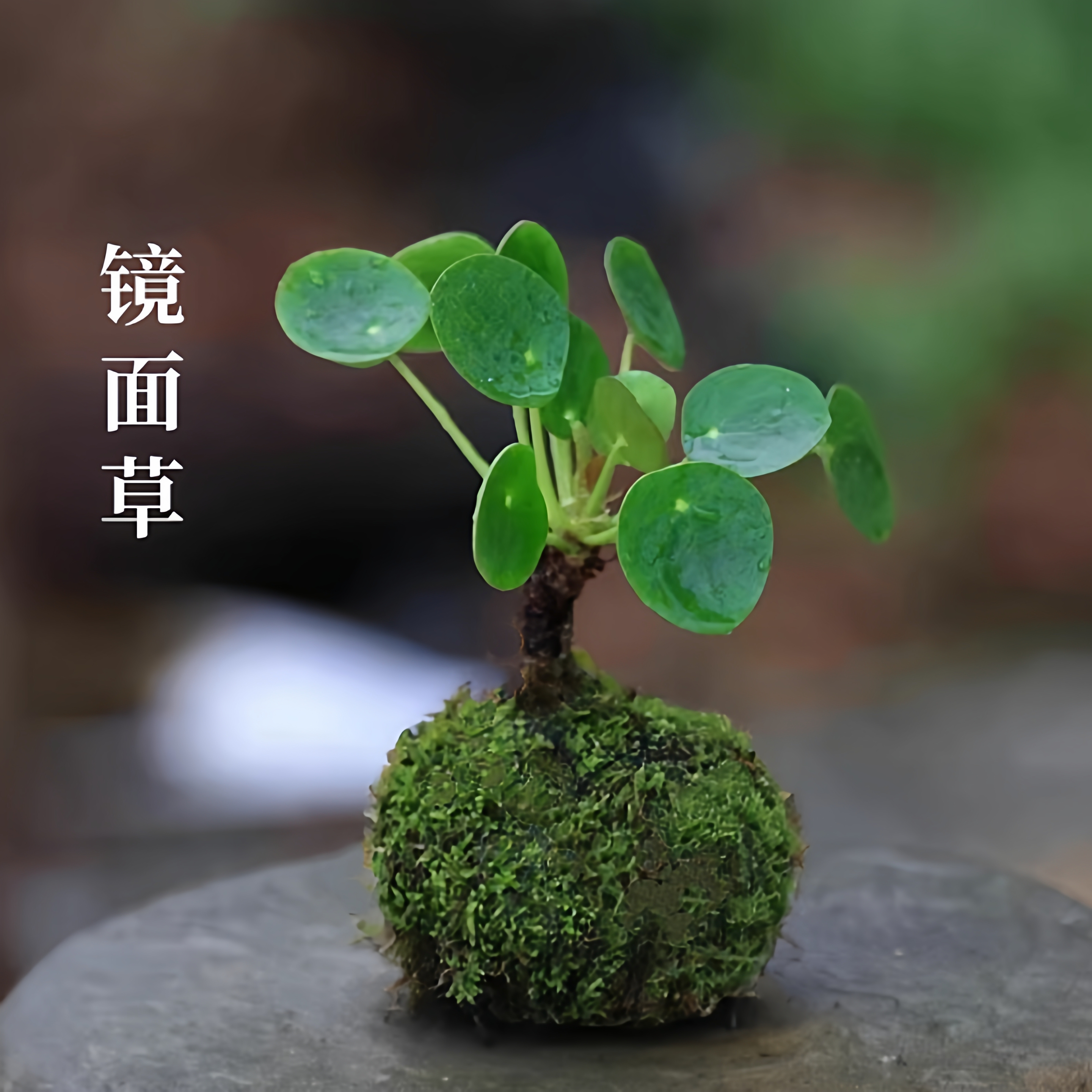 镜面草迷你小盆栽网红绿植室内办公室桌面水培植物老桩四季盆景