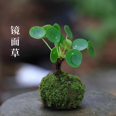 镜面草迷你小盆栽网红绿植室内办公室桌面水培植物老桩四季盆景