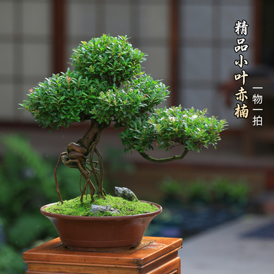 小叶赤楠盆栽一物一拍老桩造型紫砂盆景客厅庭院绿植室内观叶桌面