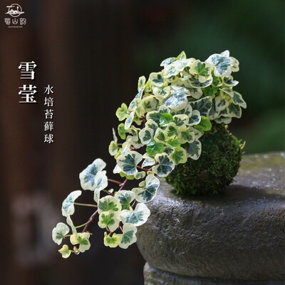 水培雪莹常春藤盆栽稀有爬藤观叶植物室内绿植发财树苔藓垂吊植物