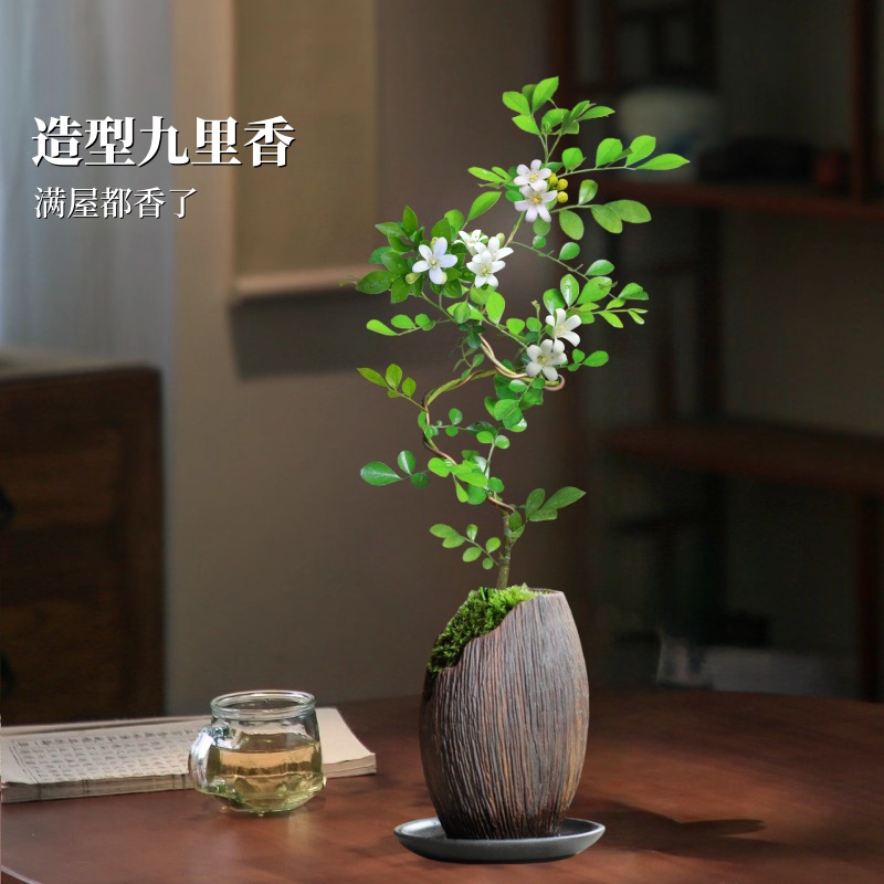 九里香盆栽懒人好养绿植