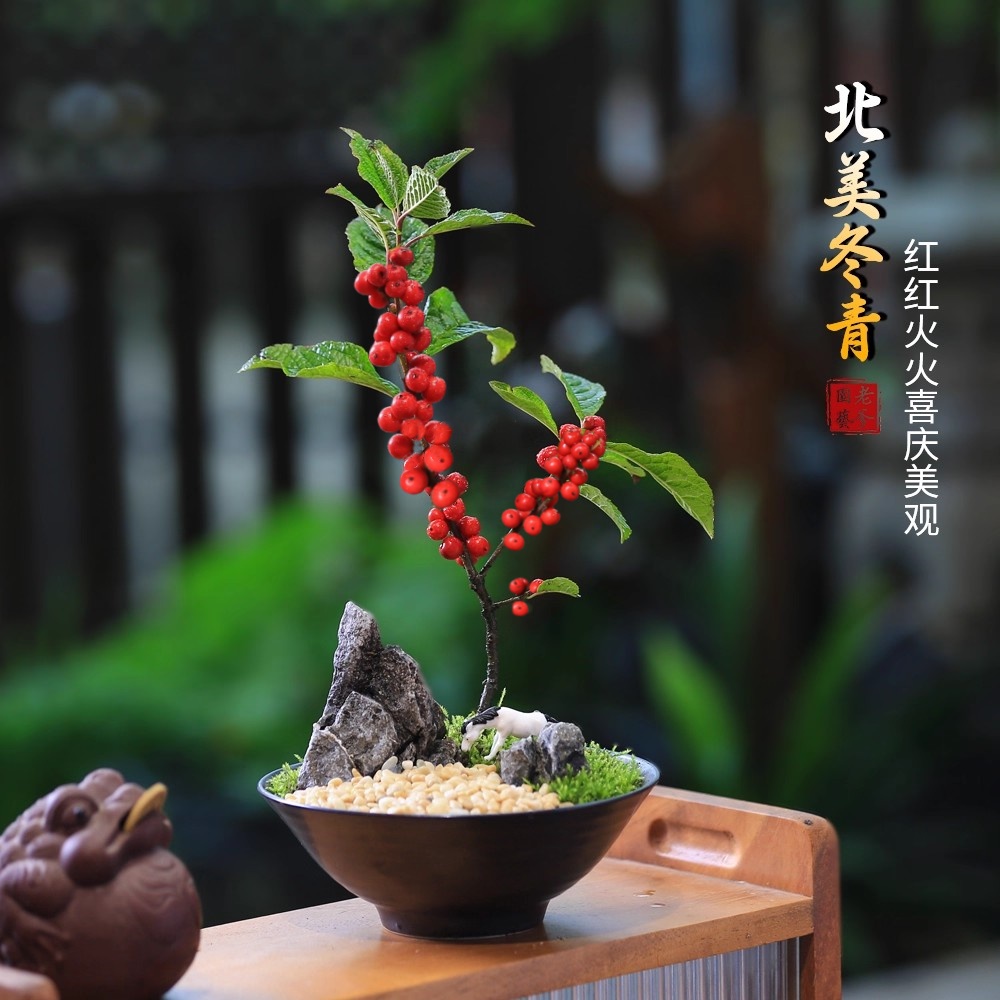 北美冬青盆栽绿植办公室桌面绿植高级感绿植盆栽客厅四季好养室内
