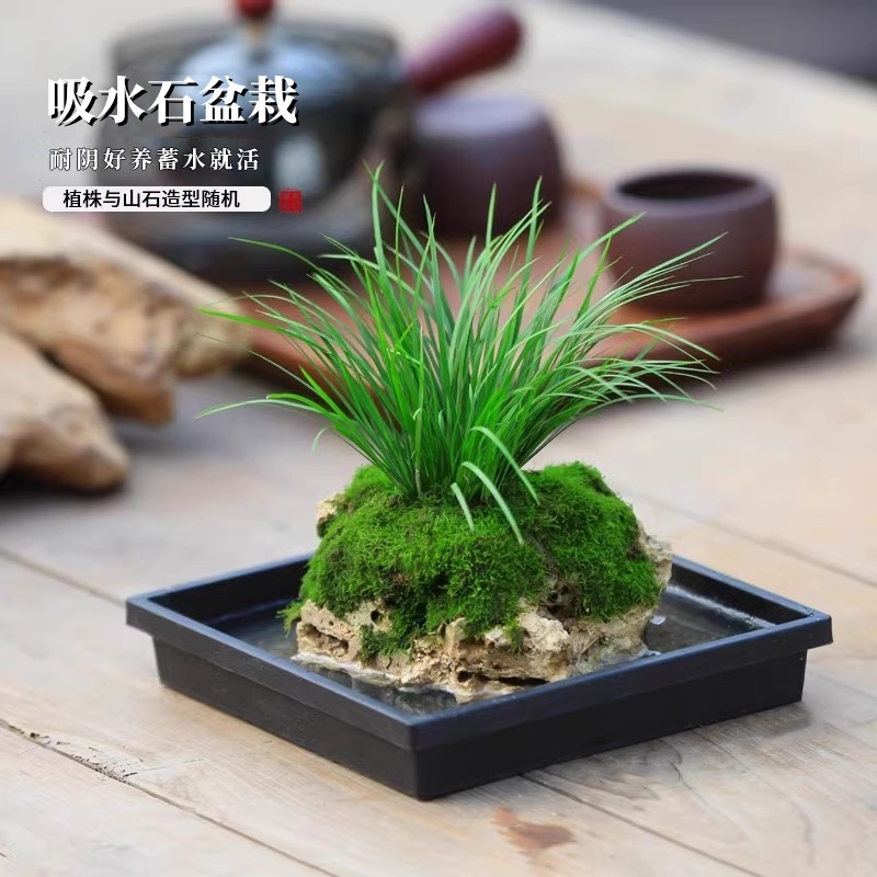 附石菖蒲上水石苔藓吸水石盆栽创意办公茶几简约石头花盆桌面盆景