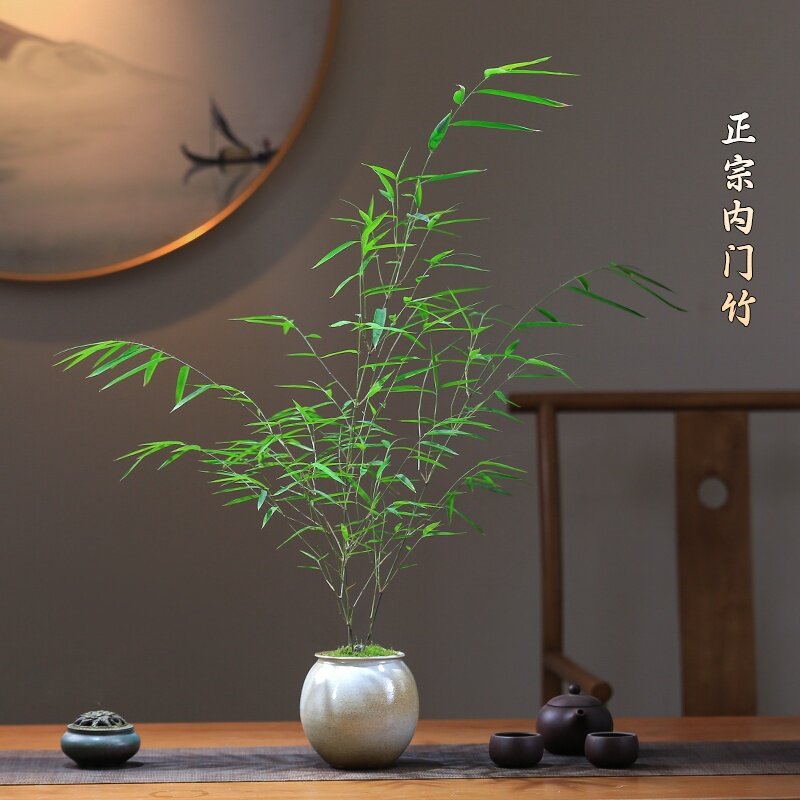 竹子盆栽内门竹名贵竹子苗室内庭院绿植四季常青好养易活竹子盆景