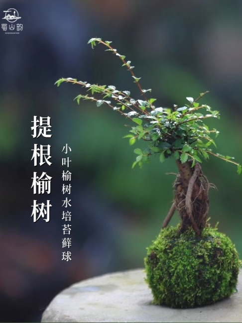 榆树盆栽水培苔藓球小叶榔榆中式覆古禅意盆景室内桌面造型绿植