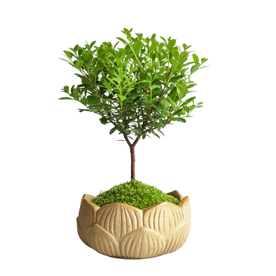 小叶赤楠四季常青绿植盆栽