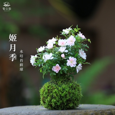迷你超微月季带花苞姬月季日本姬乙女四季花卉盆栽阳台桌面绿植
