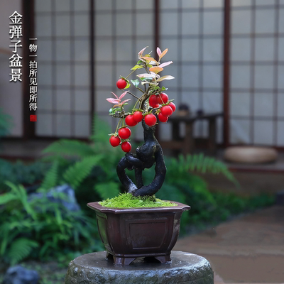 金弹子盆景老桩室内高档盆栽
