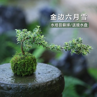 水培植物发财树文竹六月雪赤楠竹子苔藓球懒人绿植室内盆栽微景观