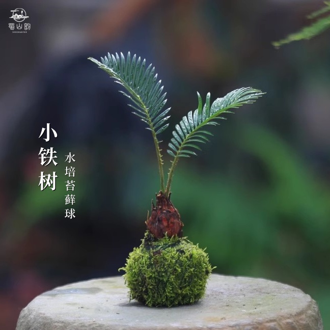 铁树苏铁室内茶室办公室无