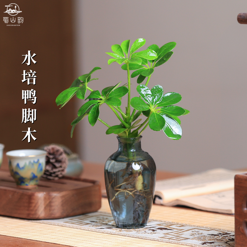 水培植物鸭脚木盆栽八方来财七叶莲室内四季常青耐阴净化空气绿植