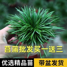 金钱菖蒲中式风紫砂桌面小盆栽黄金姬苗鱼缸净水茶室书房小绿植