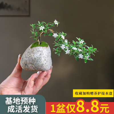 六月雪盆景悬崖红花茶桌禅意室内窗台小绿植物办公室茶几桌面盆栽