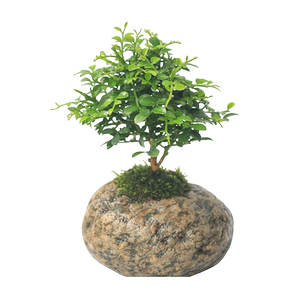 迷你小盆栽植物九里香六月雪盆栽石头盆景掌中宝室内好养桌面绿植