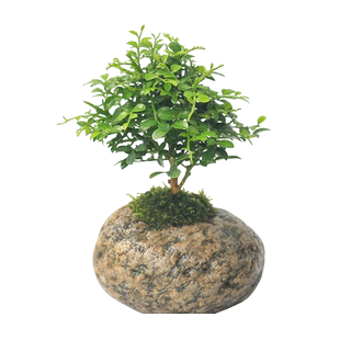 迷你小盆栽植物九里香六月雪盆栽石头盆景掌中宝室内好养桌面绿植