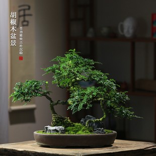 庭院造景耐阴绿植 清香木胡椒木盆栽老桩禅意盆景植物室内客厅四季