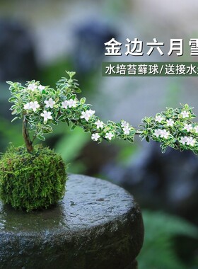 苔藓球六月雪盆景水培植物造型迷你微景观小型绿植室内桌面小盆栽