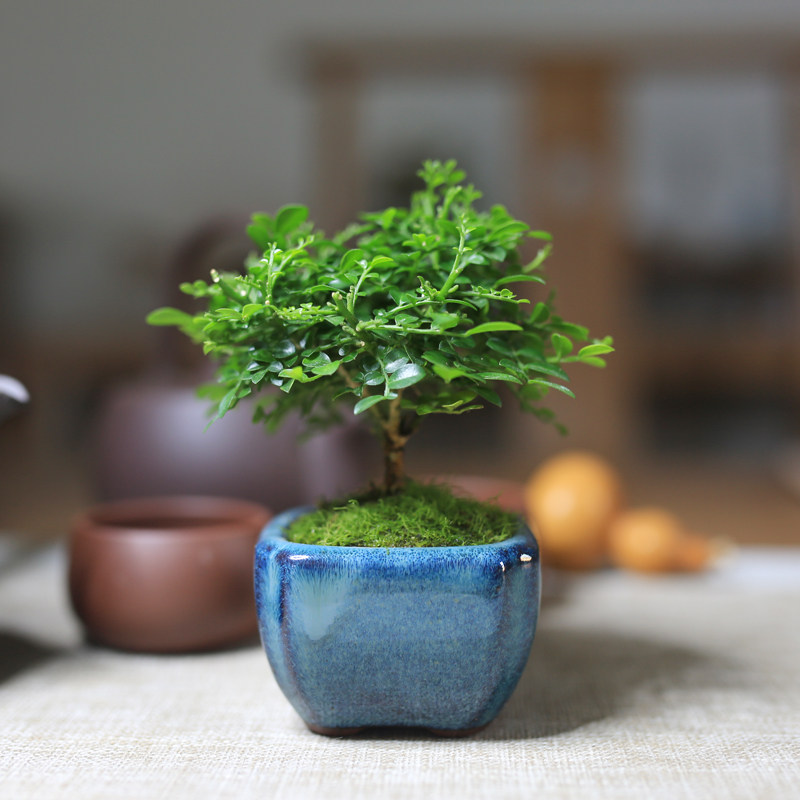 九里香迷你小盆景四季常青好养室内盆景观叶观花绿植办公室花卉