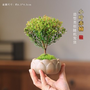 小叶赤楠盆栽水培苔藓球迷你小盆景植物室内办公室桌面摆件绿植