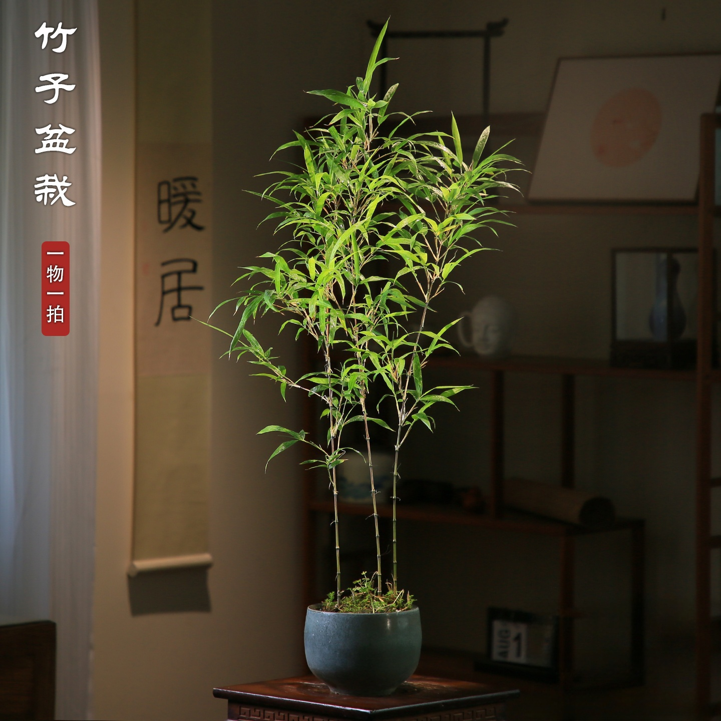竹子盆栽室内绿植玄关茶室植物
