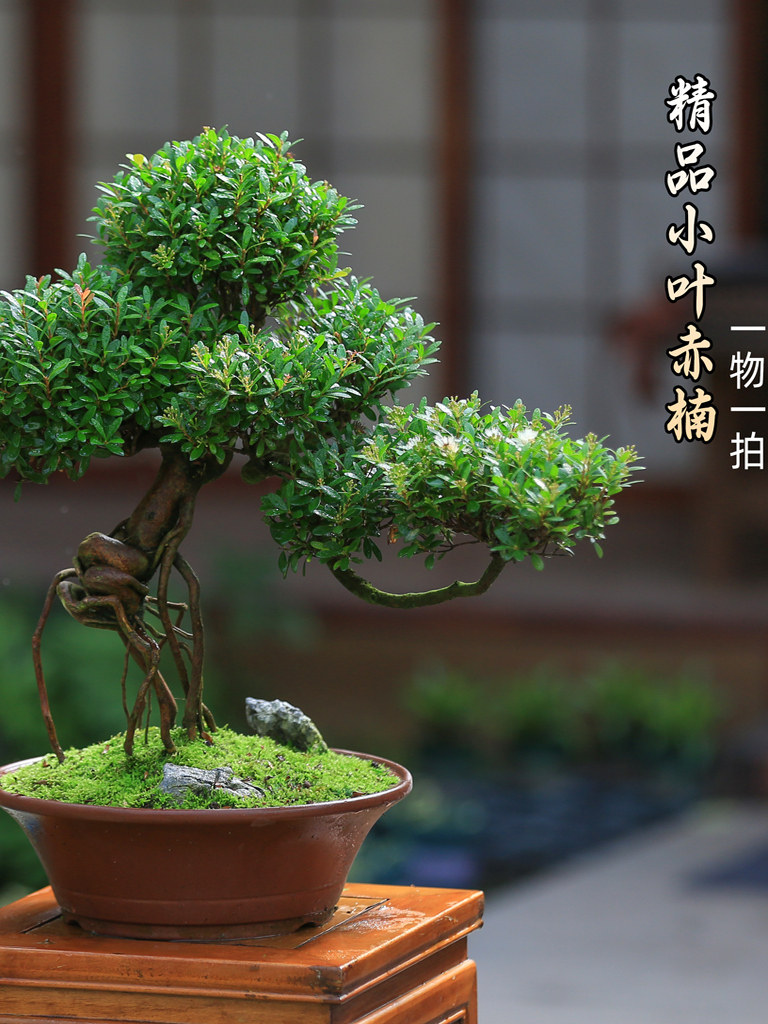小叶赤楠盆栽一物一拍老桩造型紫砂盆景客厅庭院绿植室内观叶桌面