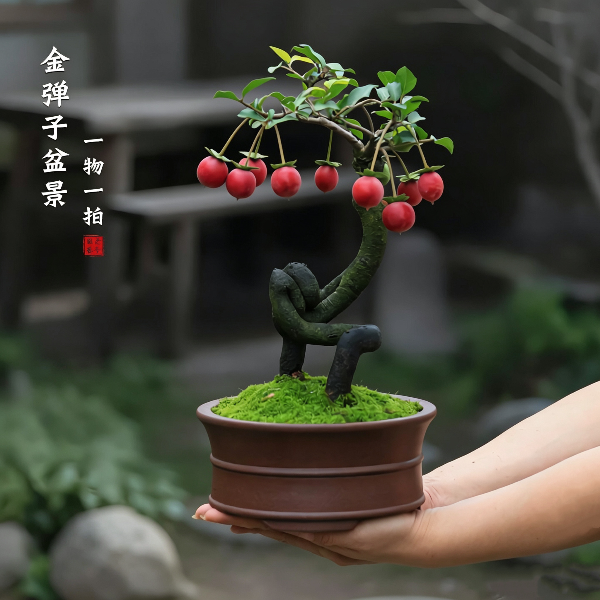 金弹子母桩红果盆景一物一拍精品盆栽熟桩带果客厅灌木绿植礼品