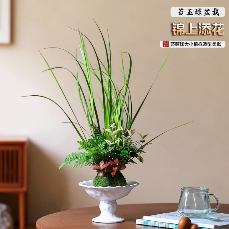 菖蒲盆栽懒人好养室内水养绿植桌面书房中式耐阴植物绿植装饰苔藓