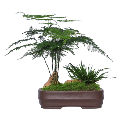 文竹手工diy盆栽创意盆景