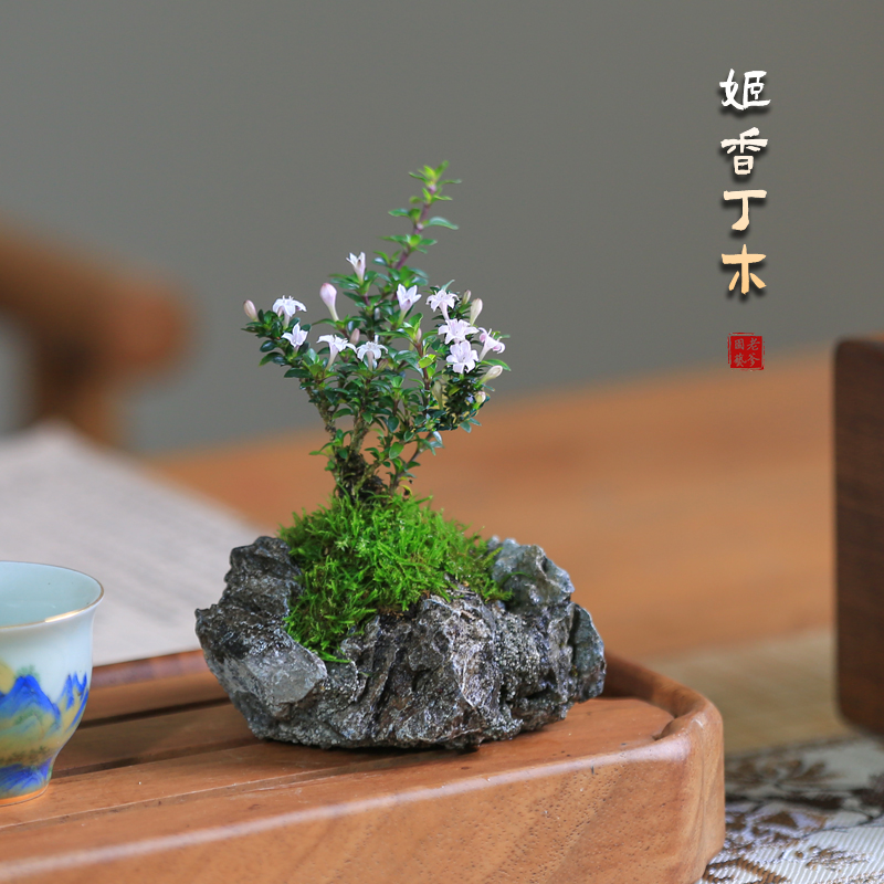 姬香丁木迷你盆栽室内客厅办公室小绿植好养迷你四季花卉阳台观叶