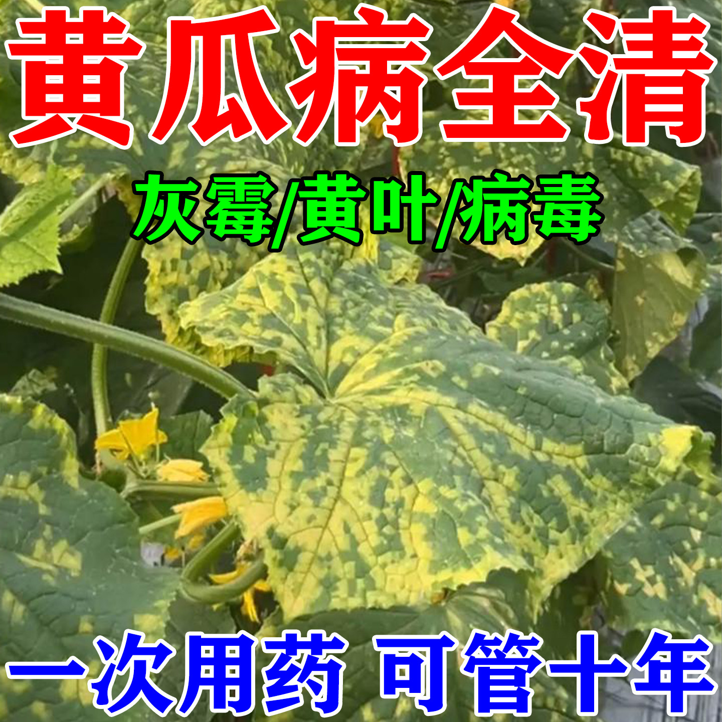 黄瓜病毒病专用病菌清治靶斑病灰霉病角斑病斑点霜霉病害杀菌药剂,鲜花速递/花卉仿真/绿植园艺,家庭园艺肥料,淘宝优惠券,粉丝福利购,淘宝优惠卷