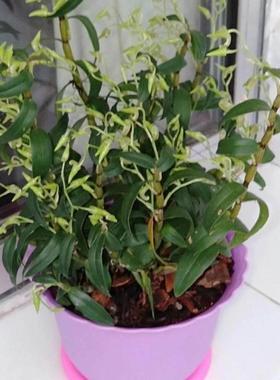 正宗霍山铁皮石斛苗盆栽植物内多KZV肉室花送卉绿植盆栽材(种植料