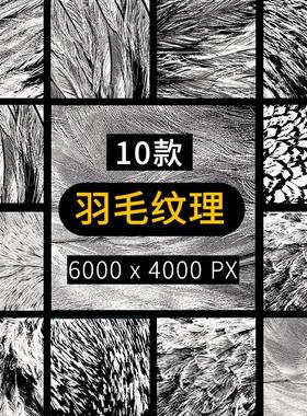 Alpha高清羽毛纹理材质笔刷PNG免扣贴图素材 黑白彩色 zbrush鸟类