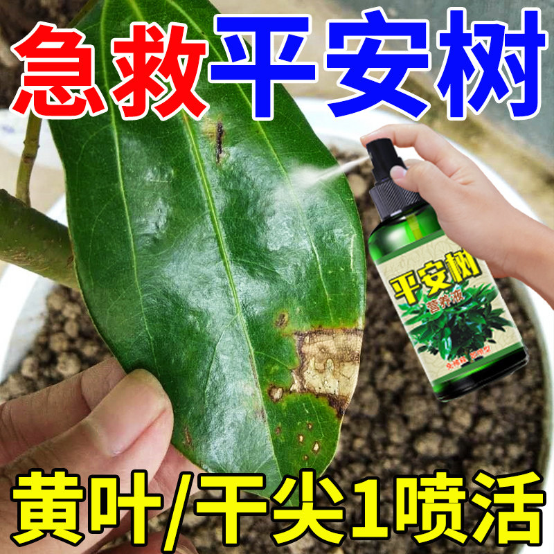平安树专用肥料炭疽病黄叶植物绿植花草叶面喷施花木通用型营养液