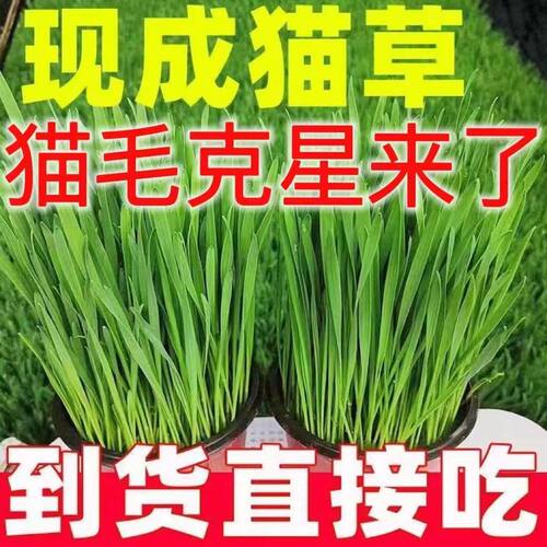 猫草盆栽零食已长好懒人猫草种植水培营养土种子自种即食无土栽培