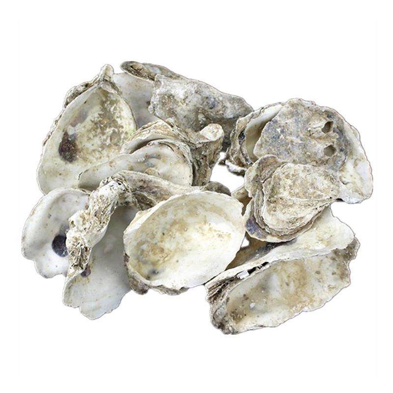 鱼池过滤材料 蚝壳 牡蛎壳(锦鲤池专用滤材)生蚝壳 稳定PH值爆款,宠物/宠物食品及用品,其它水族用具设备,淘宝优惠券,粉丝福利购,淘宝优惠卷