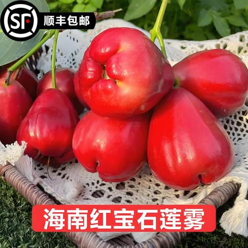 多汁清甜海南红宝石莲雾