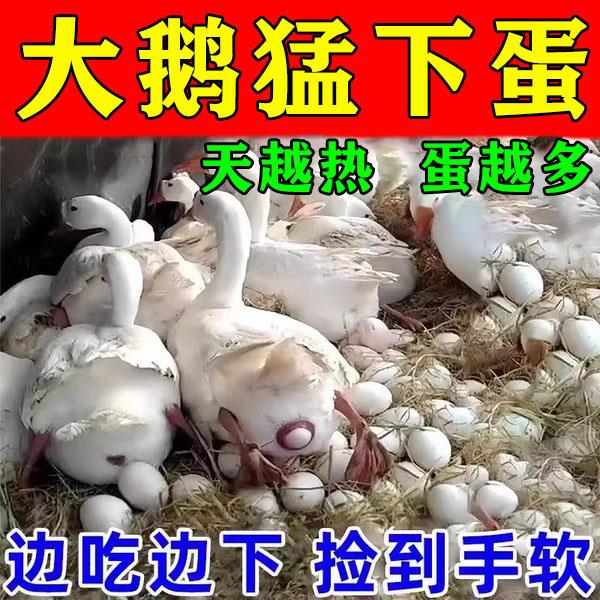 正品】蛋多多增蛋宝鸡鸭鹅下蛋饲料增产专用产蛋灵催蛋饲料添加剂