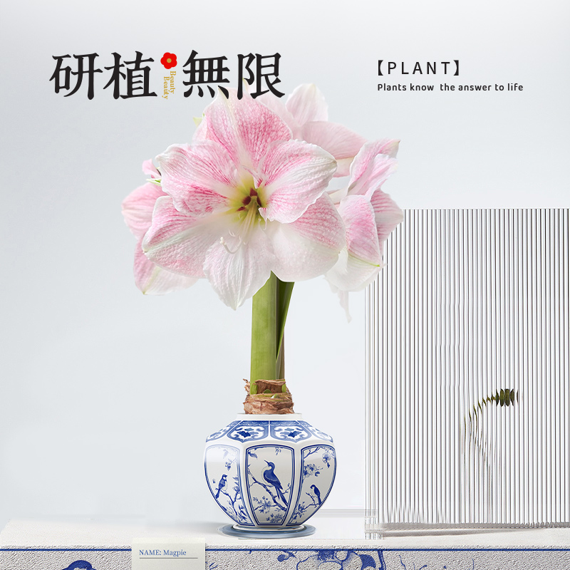 朱顶红蜡球超大球礼盒装樱花色2026新款八角青花瓷外形